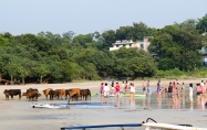 Cows on Cheung Sha beach.